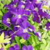 Clematis Viola (wielkokwiatowy) poj, 4L