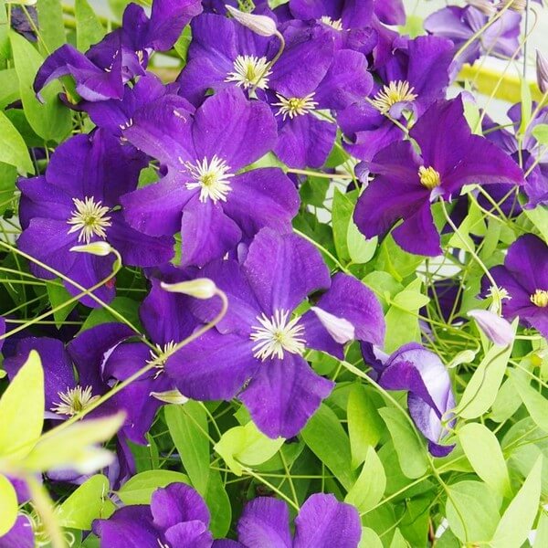 Clematis Viola (wielkokwiatowy) P9/C1 - obrazek 4