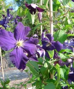 Clematis Viola (wielkokwiatowy) P9/C1 - obrazek 3