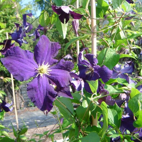 Clematis Viola (wielkokwiatowy) P9/C1 - obrazek 3