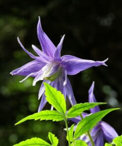 Clematis botaniczny Violet Pink PEŁNY poj. 2L - obrazek 4