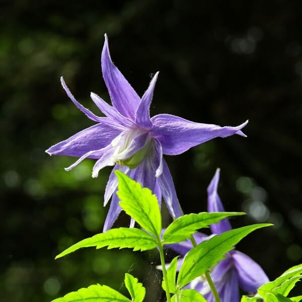 Clematis botaniczny Violet Pink PEŁNY poj. 4L