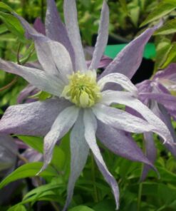 Clematis botaniczny Violet Pink PEŁNY P9/C1 - obrazek 5