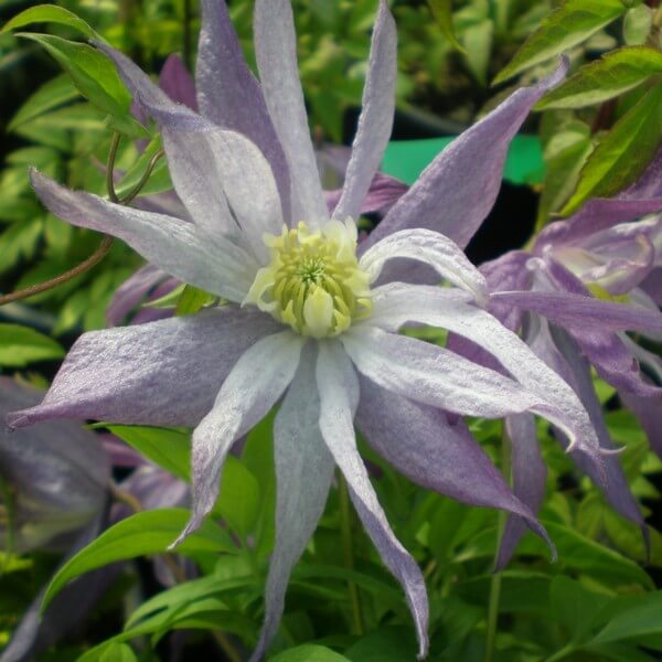 Clematis botaniczny Violet Pink PEŁNY poj. 4L - obrazek 5