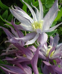 Clematis botaniczny Violet Pink PEŁNY P9/C1 - obrazek 4