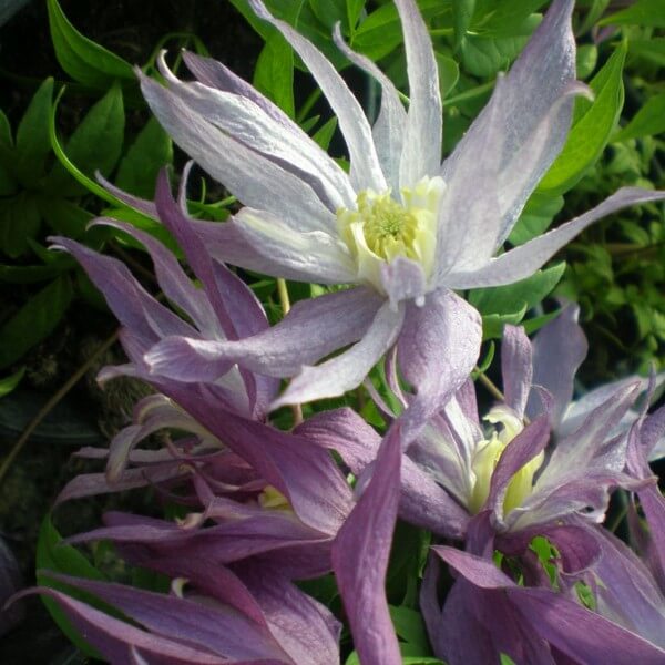 Clematis botaniczny Violet Pink PEŁNY P9/C1 - obrazek 4