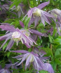 Alternative view of Clematis botaniczny Violet Pink PEŁNY P9/C1
