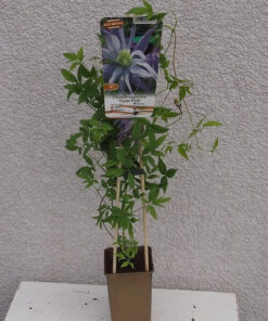 Clematis botaniczny Violet Pink PEŁNY poj. 4L - obrazek 6
