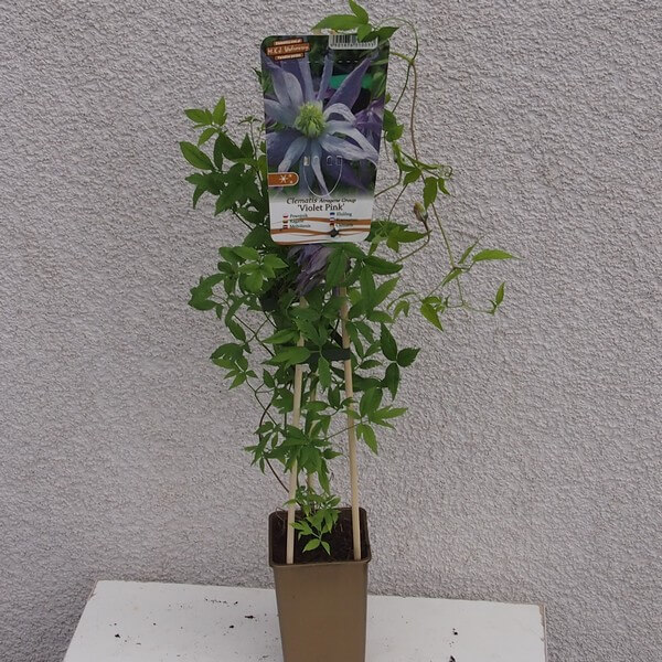 Clematis botaniczny Violet Pink PEŁNY poj. 4L - obrazek 6