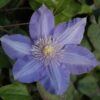 Clematis Vyvyan Pennell (wielkokwiatowy) poj, 4l