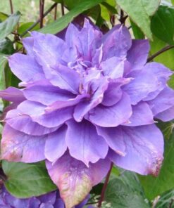 Clematis Vyvyan Pennell (wielkokwiatowy) poj, 4l - obrazek 3