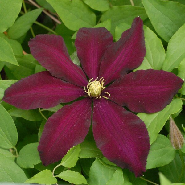 Clematis Warszawska Nike (wielkokwiatowy) poj, 4l - obrazek 4