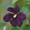Clematis Warszawska Nike (wielkokwiatowy) poj, 4l