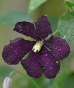 Clematis Warszawska Nike (wielkokwiatowy) poj, 4l
