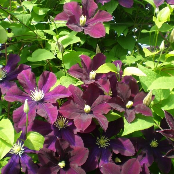 Clematis Warszawska Nike (wielkokwiatowy) poj, 4l - obrazek 2