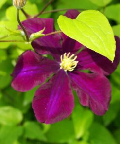 Clematis Warszawska Nike (wielkokwiatowy) poj, 4l - obrazek 3