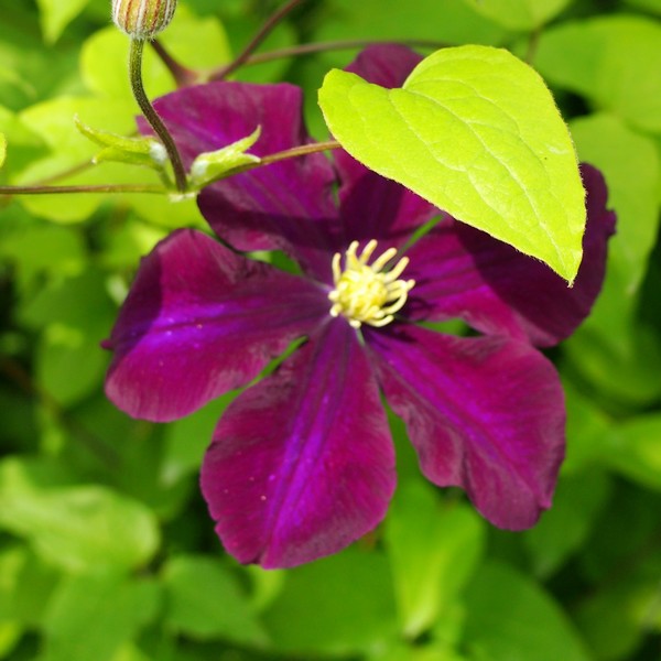 Clematis Warszawska Nike (wielkokwiatowy) poj, 4l - obrazek 3