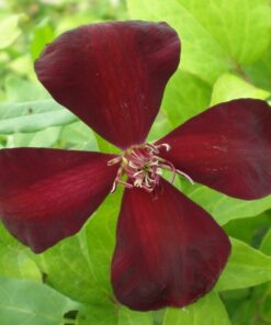 Clematis Westerplatte poj, 4L - obrazek 3