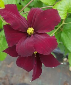 Clematis Westerplatte P9/C1 - obrazek 3