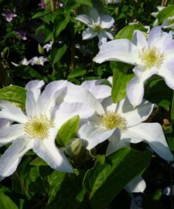 Alternative view of Clematis Yukikomachi (wielkokwiatowy) P9/C1