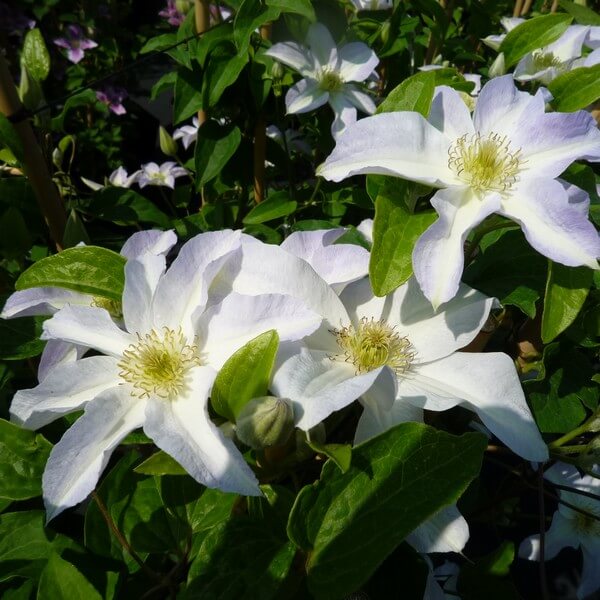 Clematis Yukikomachi (wielkokwiatowy) poj, 4L - obrazek 2