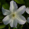 Clematis Yukikomachi (wielkokwiatowy) P9/C1