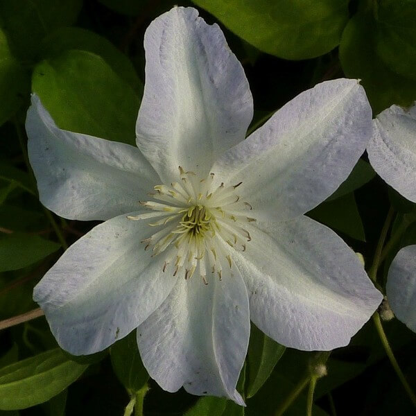 Clematis Yukikomachi (wielkokwiatowy) P9/C1