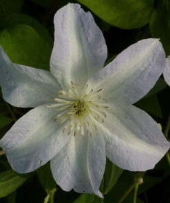Clematis Yukikomachi (wielkokwiatowy) poj, 4L - obrazek 3