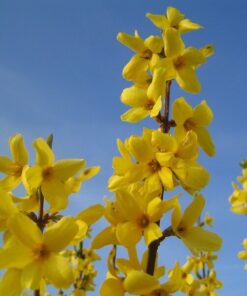 Forsycja pośrednia 'Lynwood' poj, 2l - obrazek 4