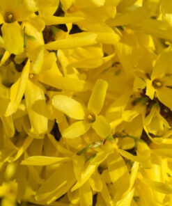 Forsycja pośrednia 'Lynwood' poj, 2l - obrazek 3