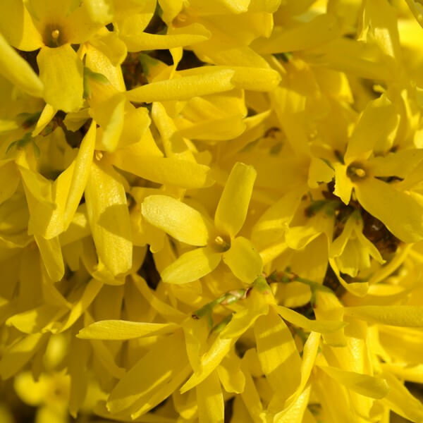 Forsycja pośrednia 'Lynwood' poj, 2l - obrazek 3