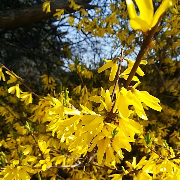 Forsycja pośrednia 'Lynwood' poj, 2l - obrazek 2