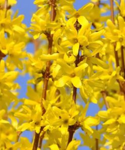 Forsycja pośrednia 'Lynwood' poj, 2l