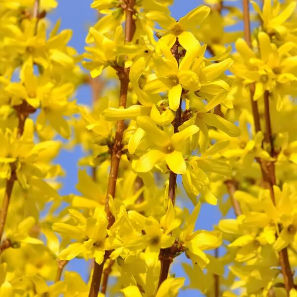 Forsycja pośrednia 'Lynwood' poj, 2l