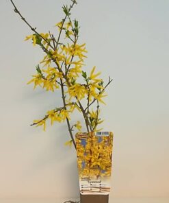 Forsycja pośrednia 'Lynwood' poj, 2l - obrazek 5