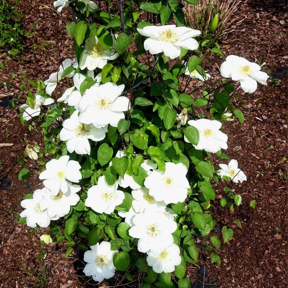 Clematis Guernsey Cream P9/C1 - obrazek 2