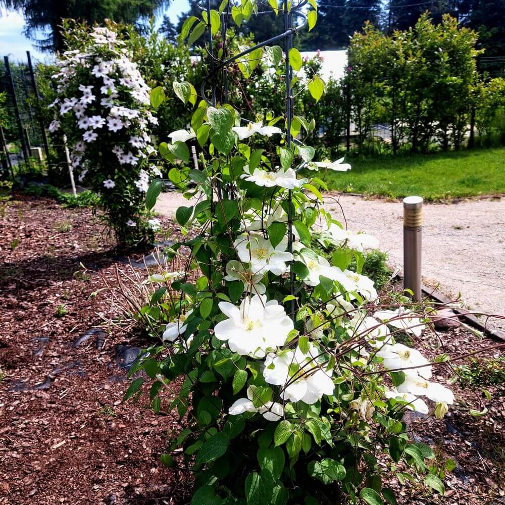 Clematis Guernsey Cream poj, 4L - obrazek 3
