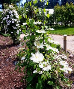 Clematis Guernsey Cream P9/C1 - obrazek 3