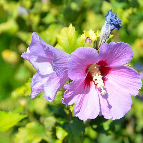 Ketmia syryjska (Hibiskus) 'Woodbridge' poj, 2l
