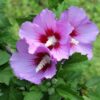 Ketmia syryjska (Hibiskus) 'Maike' P9/C1