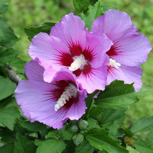 Ketmia syryjska (Hibiskus) 'Maike' P9/C1