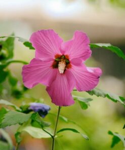 Alternative view of Ketmia syryjska (Hibiskus) 'Maike' poj, 2L