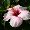 Ketmia syryjska (Hibiskus) 'Mathilde' P9/C1