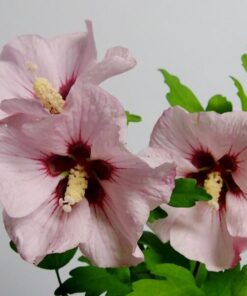 Ketmia syryjska (Hibiskus) 'Mathilde' P9/C1 - obrazek 3