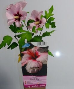 Alternative view of Ketmia syryjska (Hibiskus) 'Mathilde' P9/C1