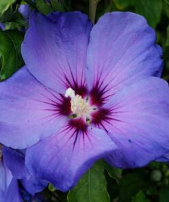 Ketmia syryjska (Hibiskus) 'Oiseau Bleu' syn, 'Blue Bird' P9/C1