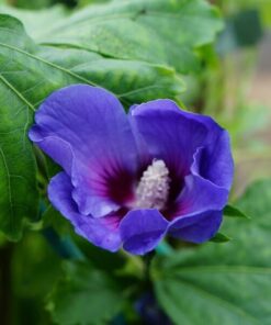 Alternative view of Ketmia syryjska (Hibiskus) 'Oiseau Bleu' syn, 'Blue Bird' P9/C1