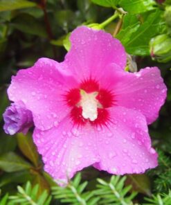 Ketmia syryjska (Hibiskus) 'Pink Giant' P9/C1