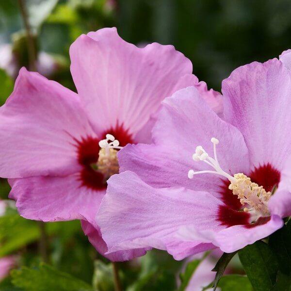 Ketmia syryjska (Hibiskus) 'Pink Giant' poj. 2L - obrazek 2