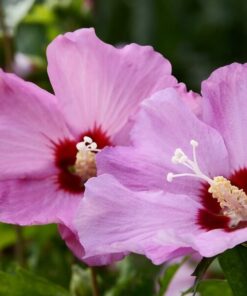 Alternative view of Ketmia syryjska (Hibiskus) 'Pink Giant' P9/C1